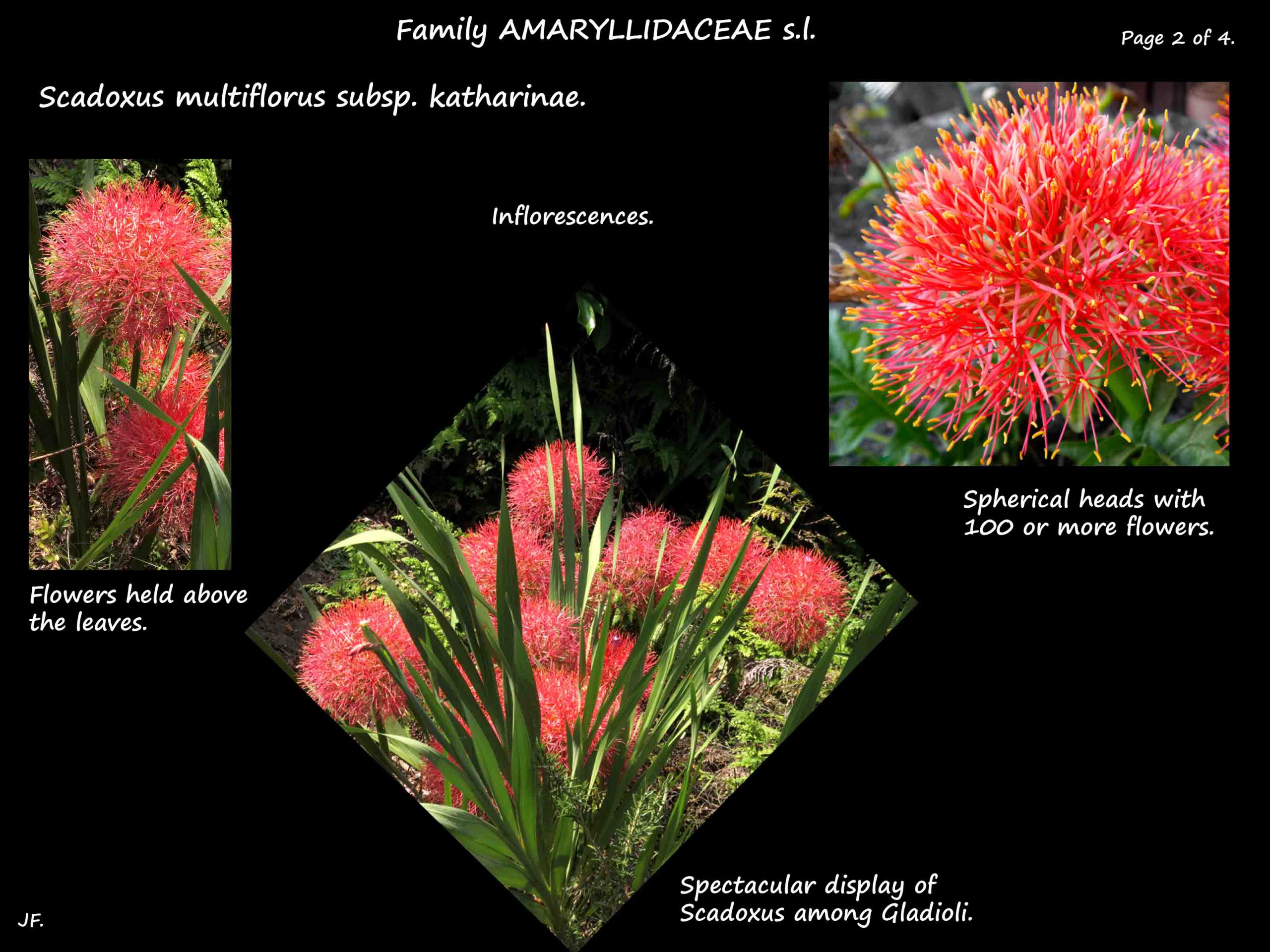 2 Scadoxus inflorescences